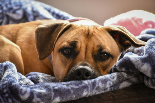 Can My Dog Use My Electric Heated Blanket? (Pet Safety Tips)